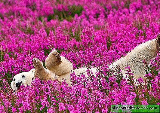 Estos osos polares retozan en el campo de flores se han convertido en las estrellas de Internet.