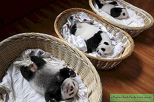 Deze geweldige baby's slapen vredig in manden de wereld veroverd! Wie zou daar aan twijfelen?
