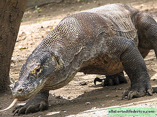 This is really a dragon: it turned out that Komodo lizards have an invisible bone layer
