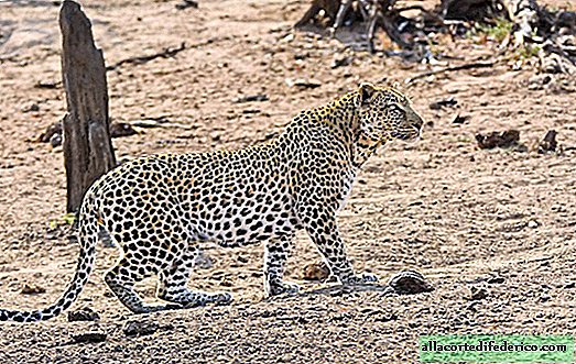 Ta merjas je pozabil, da je spanje na ozemlju leopardov smrtonosno!