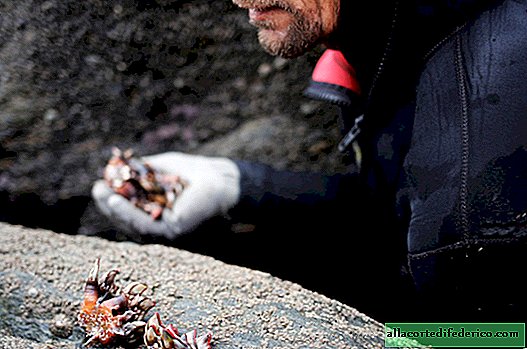 Every day, Spanish daredevils run the risk of breaking on rocks for the extraction of rare clams