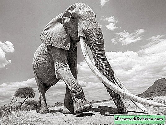 Reine des éléphants: le photographe a pris un éléphant unique F_MU1 avant sa mort