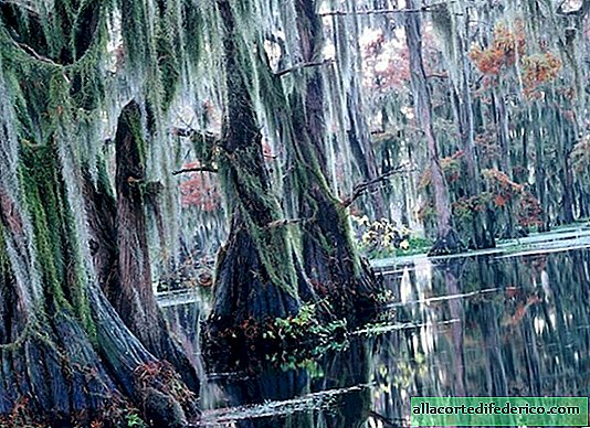 Fantastiska cypresser på Caddosjön, skapar illusionen av den andra världen