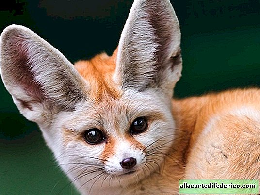 Fenech: why do the smallest foxes on the planet have such big ears