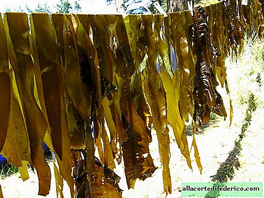 Farm in the ocean: how to grow seaweed