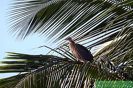 Aurinkoinen Gambian lintujuhla