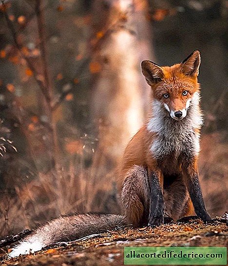Egy finn fotós fényképeket készít rókakról, és lehetetlen elbontani ezeket a képeket.