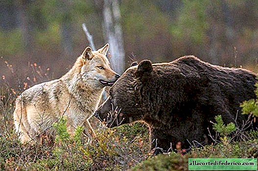 El fotógrafo finlandés captura la inusual amistad del lobo y el oso