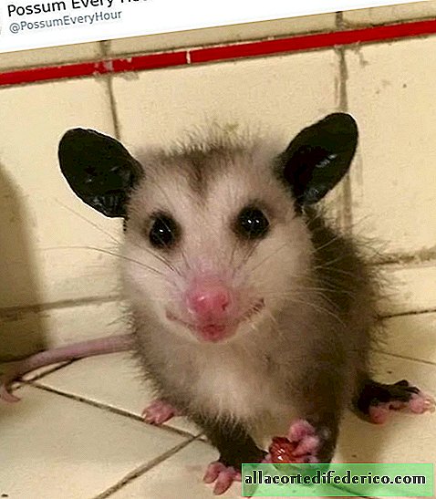 Foto's en enkele feiten over opossums waardoor je er anders naar zult kijken