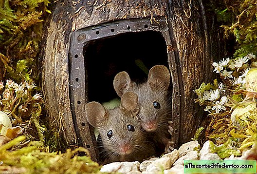 De fotograaf ontdekte een muizenfamilie in zijn tuin en bouwde voor hen een minidorp.