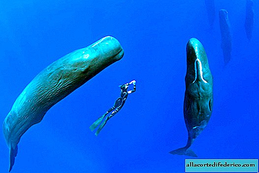 Photographer made rare footage of sleeping sperm whales.