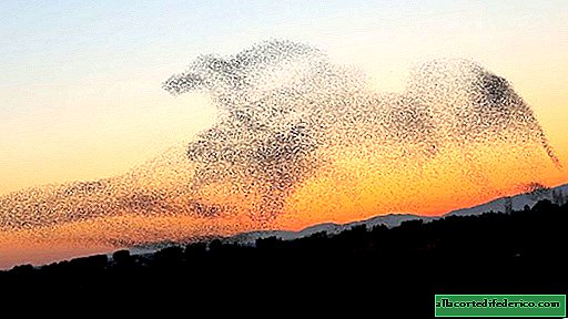 De fotograaf nam unieke foto's van een zwerm vogels, en magie had dit niet kunnen doen.