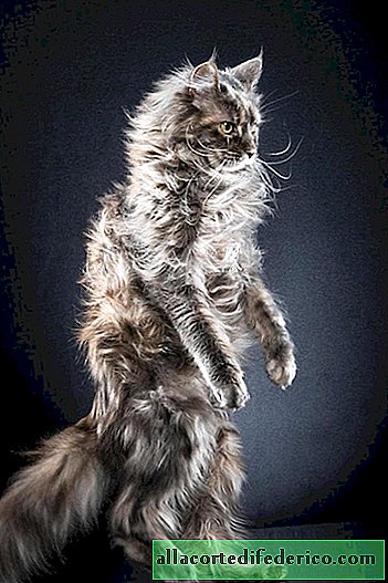 The photographer takes cats standing on two legs, and these portraits are simply magical