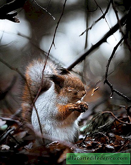 Um fotógrafo toma animais da floresta finlandeses como modelos profissionais