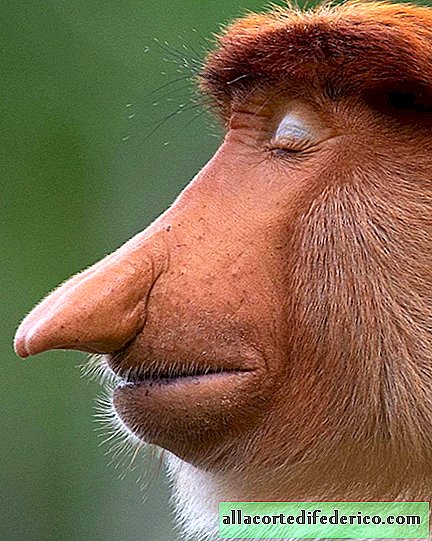 Fotógrafo leva expressões faciais de animais em extinção ao redor do mundo