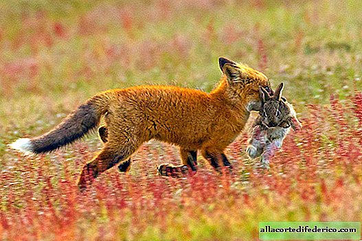 The photographer shot the epic fight of a fox and an eagle for a rabbit