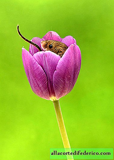 The photographer shot mice in tulips, and these photos made a splash on the Internet