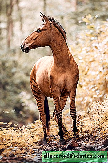 Fotografen sköt ett fantastiskt djur - en hybrid av en sebra och en häst