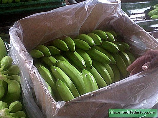 Cámara de gas: los plátanos se traen en verde y se procesan antes de la venta