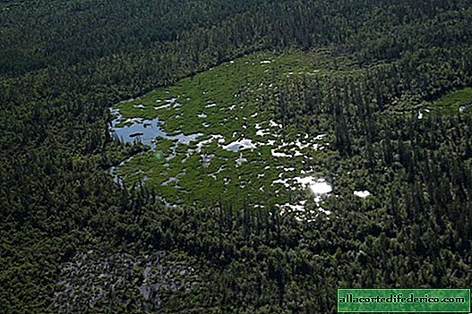 Where is the longest beaver dam in the world