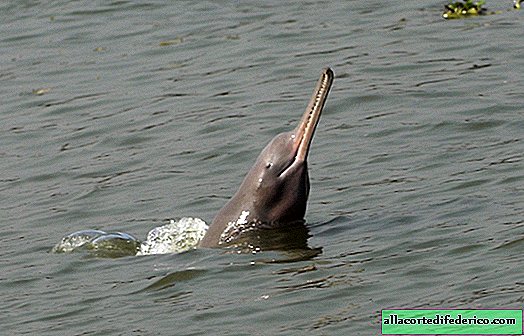 Waar blinde dolfijnen leven