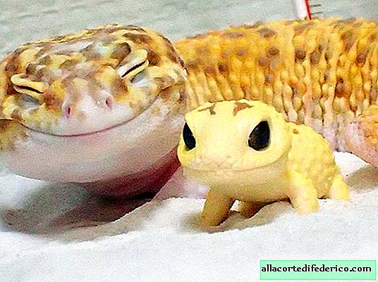 Gecko og hans lille leketøykopi erobret hele verden