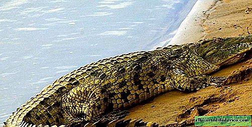 Gelt Archey: как в средата на Сахара са били нилските крокодили