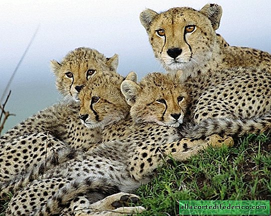 Genetic vulnerability: how close kinship will affect the cheetah population