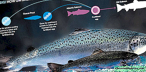 سمك السلمون المعدل وراثيا قريبا في كندا والولايات المتحدة الأمريكية