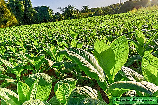 La genética modificó el tabaco vegetal, pero todo para la salud.