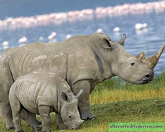 Genética versus cazadores furtivos: los científicos quieren revivir a los rinocerontes blancos del norte