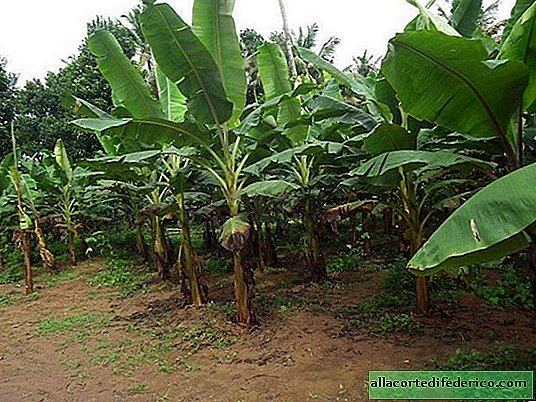 Genetics again intervened in nature: African bananas edited genes