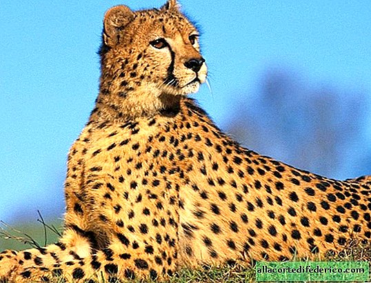 Cheetahs: why the most successful hunters in the world give their prey to lazy neighbors without a fight