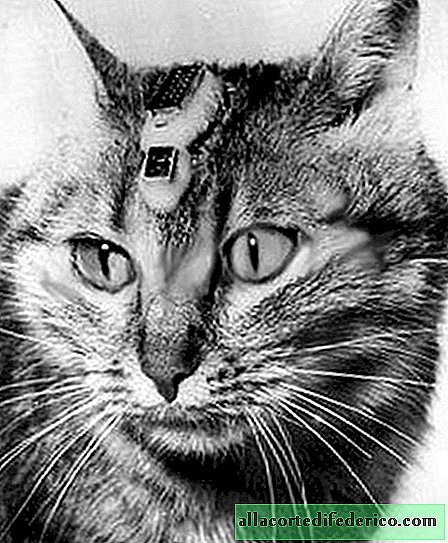 นางเอกของฝรั่งเศส: ชื่อของแมวอวกาศตัวแรกและตัวเดียวในโลกคืออะไร