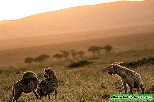 Hyenas: the most severe matriarchy