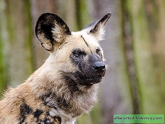 Los perros con forma de hiena votan sobre cuestiones importantes con los estornudos