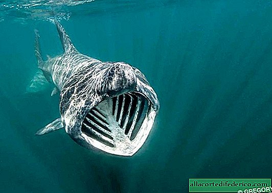 Tiburón gigante: el monstruo más inofensivo de los océanos.