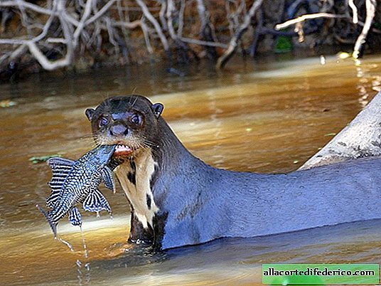 Giant otter: hvordan dyr skræmmer piranha, kaimaner og endda anacondas
