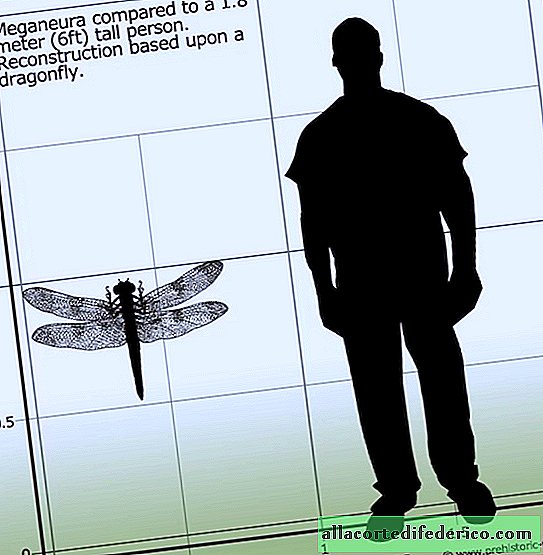 Riesige Libellen des Mega-Manövers: warum sie in der Antike existierten und ausgestorben sind
