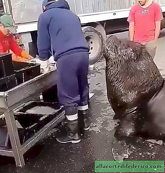 A giant sea lion came to the fish market to ask for food