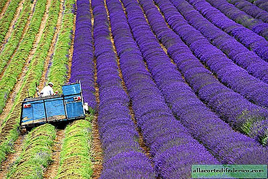 Hypnotiserende schoonheid van het lavendeloogstproces