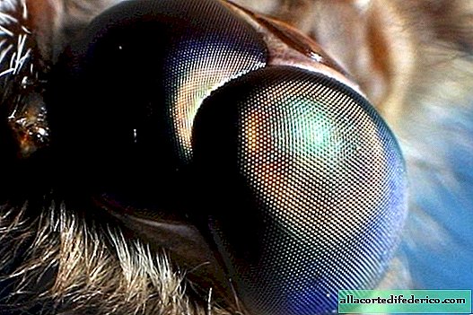 Olhos de mariposa como remédio para o brilho do sol em smartphones