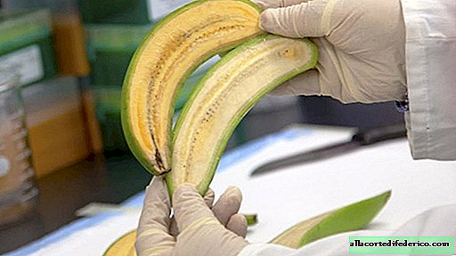GMO bananas are already grown in Africa: why genetics created them