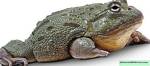 Голијатски градитељ: зашто највеће жабе на планети граде баре