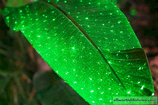 Hollywood fantasies will soon become reality: plants glowing in the dark are created