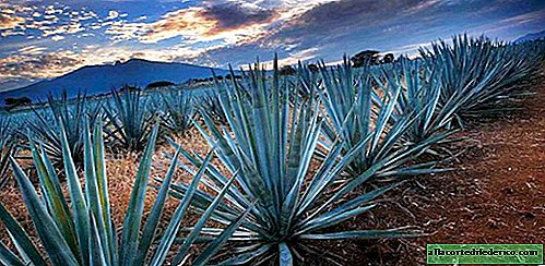 Blue Agave: Indianernes favorittplante for å lage berømte tequilaer