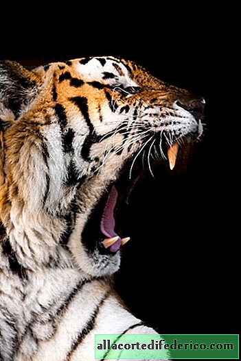 Goran Anastasowski kuvissa näyttää kuinka upea eläin