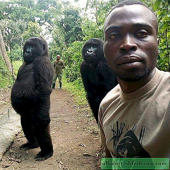Os gorilas começaram a posar para uma selfie com um guarda florestal que salva suas vidas.