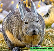Mountain whiskey: chinchilla, rabbit and squirrel in one creature