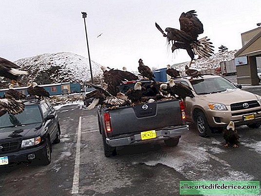 Een stad in Alaska, waar meer adelaars zijn dan een raaf, wat betekent dat mensen grote problemen hebben